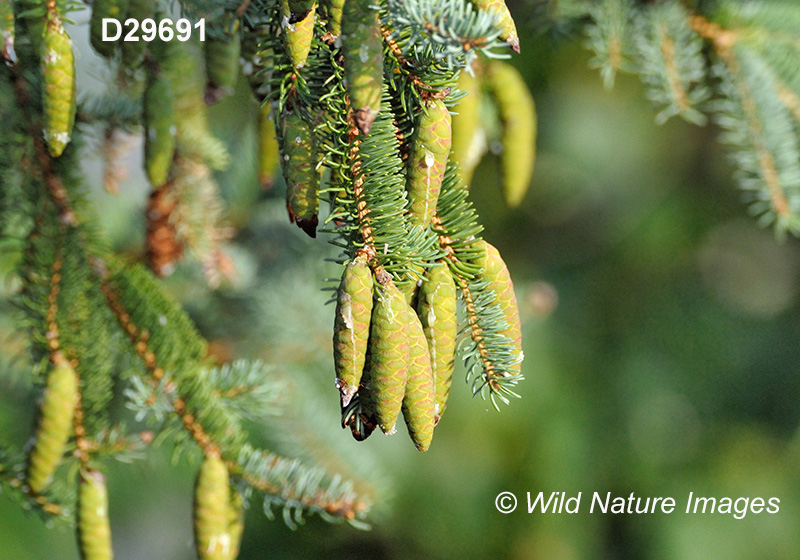White Spruce (Picea glauca)